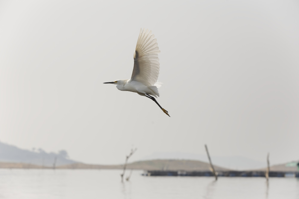 Een witte reiger vliegt laag boven mistig water